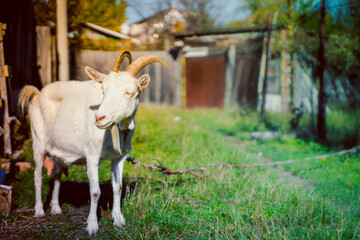 Fototapeta premium An adult white-colored goat in a close-up grazes on a leash on the street against a blurred background