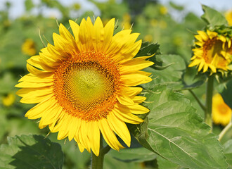 Big Sunflower