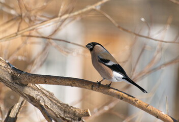 Fototapeta premium A female bullfinch sits on a branch on a cold morning. Western Siberia. Russia