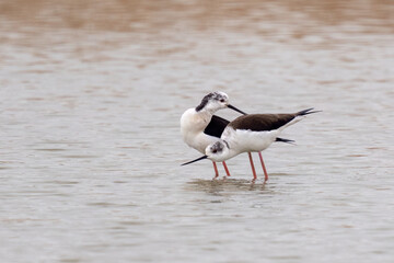 Two beautiful black winged stilt (Himantopus himantopus) during mating