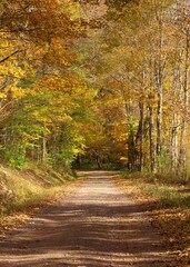 Dirt country road through forest area, with vibrant autumn leaf color, dappled sunlight through the trees, and empty, quiet, gentle mood. Catskills, New York State