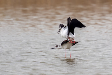 Two beautiful black winged stilt (Himantopus himantopus) during mating