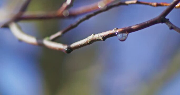 Close up shot of a drop of water hanging on a branch. Trees reflecting in the drop of water. Parallax camera move with shallow depth of field.