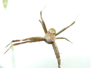 macro photography of a silent spider on a web with white background