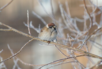 A sparrow sits on a branch on a winter day. Western Siberia. Russia