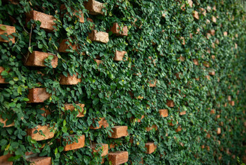 redbrick with ivy fence in ecology style nature