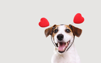Jack russell dog in a heart shaped headband  in light background.