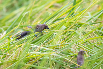 The scaly-breasted munia on rice field