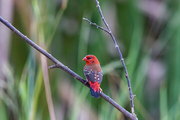 The Red Avadavat on a branch in nature