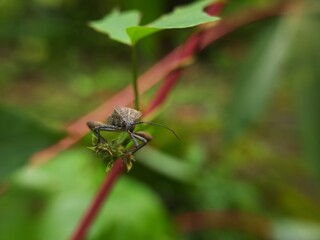 close up of bug on the green leaf