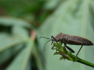 close up of bug on the green leaf with blurr background
