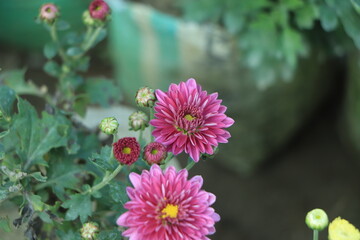 Chrysanthemum flowers close up. Pink Chrysanthemums. Floral background of autumn purple chrysanthemums.