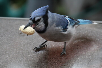 blue jay on a table