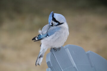 blue jay perched on a chair