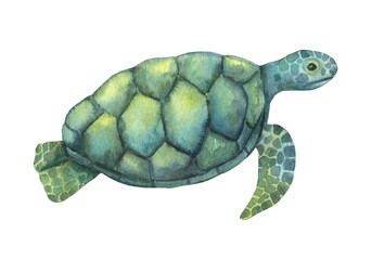 Watercolor swimming turtle isolated on white background. Hand drawn illustration of ocean or underwater animal