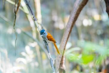 The Asian Paradise Flycatcher on a branch in nature