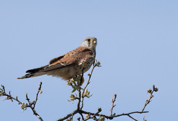 Kestrel bird ( Falco tinnunculus ) on the branch
