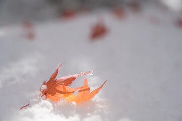 雪と紅葉