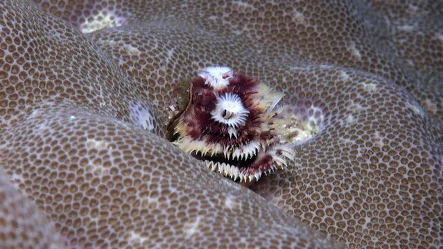 
Christmas Tree Worm (Spirobranchus giganteus) Emerging from its Tube - Philippines