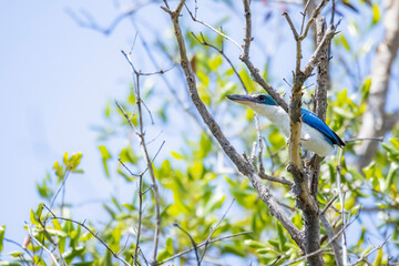The Collared kingfisher on a branch