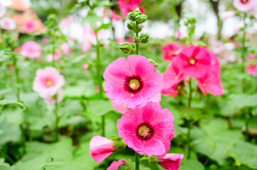 Pink Hollyhock flowers in the garden