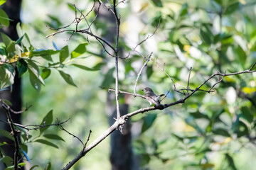 The Taiga Flycatcher on a branch