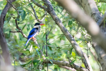 The Black-capped Kingfisher on a branch in nature