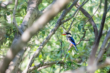 The Black-capped Kingfisher on a branch in nature