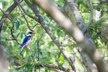 The Black-capped Kingfisher on a branch in nature
