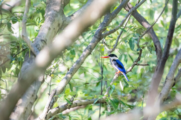 The Black-capped Kingfisher on a branch in nature