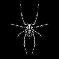 Giant House Spider hand drawing vector isolated on black background.