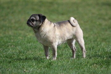 Old Pug