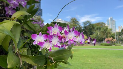 pink flowers in the garden in Bangkok Thailand