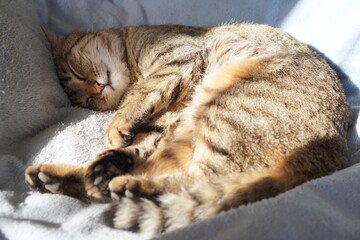 眠るキジトラ