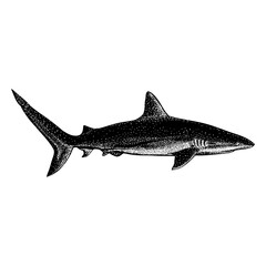 Caribbean Reef Shark hand drawing vector illustration isolated on background.