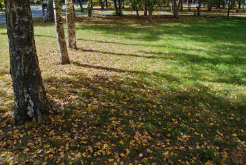 Shadows from trees on a sunny autumn day. Moscow region. Russia