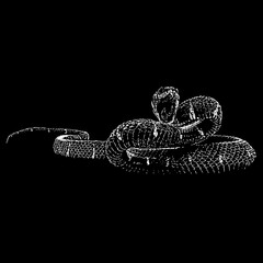 Mangrove Snake hand drawing vector isolated on black background.