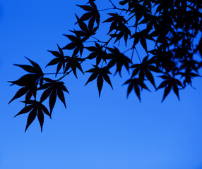 夜空に映えるカエデのシルエット