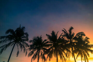 Obraz premium palm trees at sunset