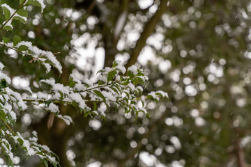 雪が載っている木

