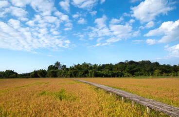 Naklejka premium Natural background of golden rice fields, organic farms, and agriculture with blue sky and fluffy clouds in Thailand. Ripe rice fields ready for harvest.