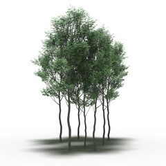 group of trees with a shadow under it, isolated on white background, 3D illustration, cg render
