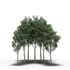 Obraz premium group of trees with a shadow under it, isolated on white background, 3D illustration, cg render