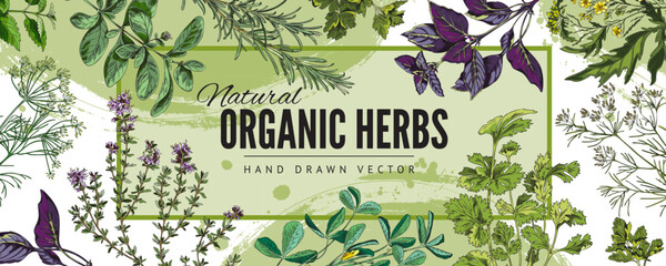 Organic culinary herbs hand drawn colorful banner sketch vector illustration. © sabelskaya