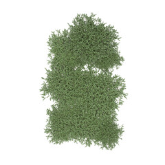 group of trees, top view, isolated on white background, 3D illustration, cg render
