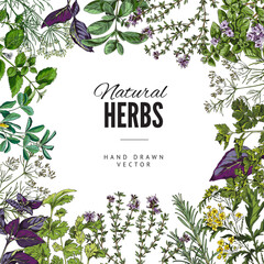 Culinary and cosmetic aroma herbs card or banner, colorful vector illustration. © sabelskaya