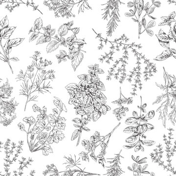 Seamless pattern with culinary herbs and plants sketch vector illustration.