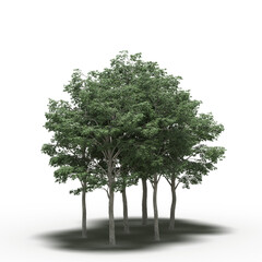 Obraz premium group of trees with a shadow under it, isolated on a transparent background, 3D illustration, cg render 