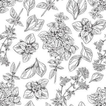 Oregano herb seamless pattern, monochrome sketch vector illustration on white background.
