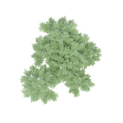 group of trees, top view, isolate on a transparent background, 3d illustration
